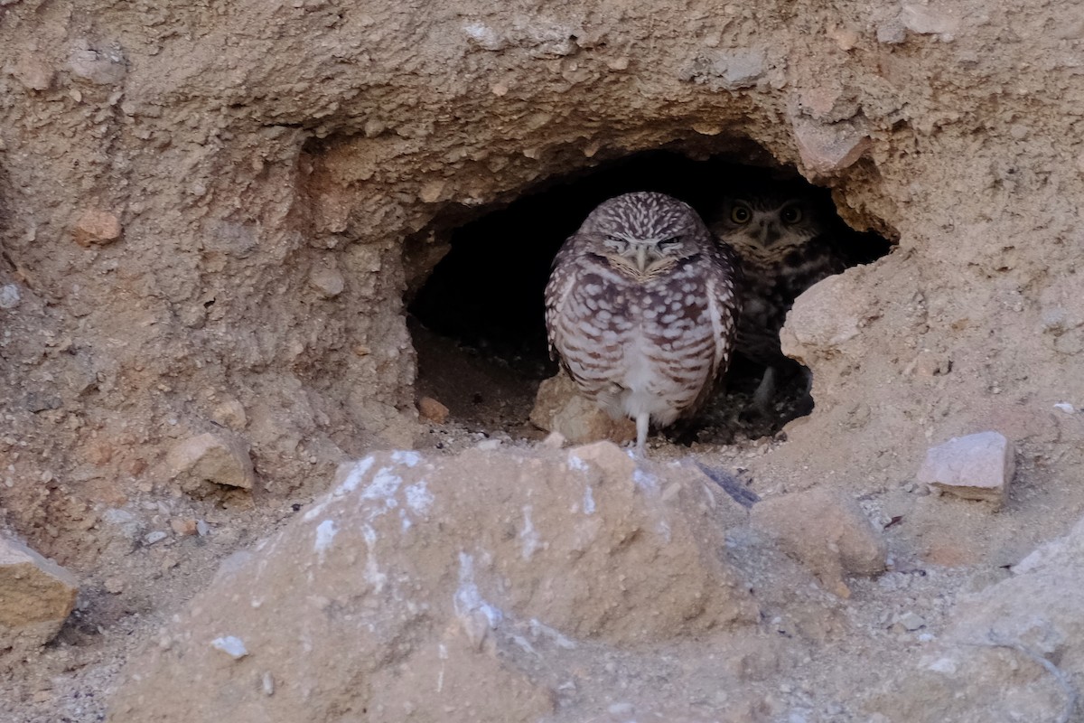 Burrowing Owl - ML613142436