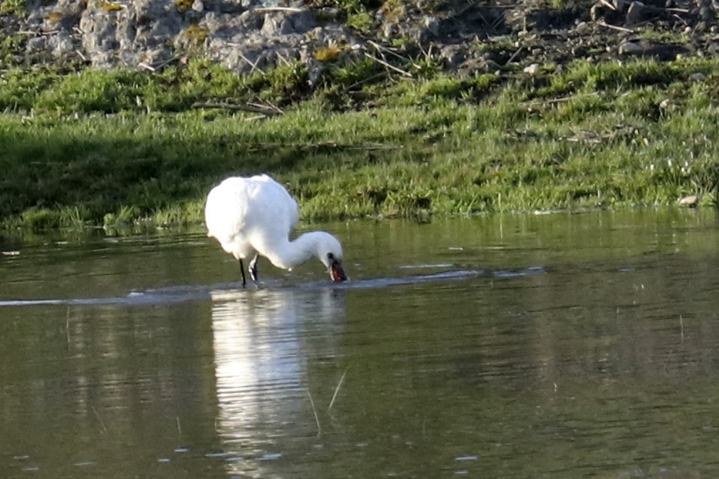 Eurasian Spoonbill - ML613142452