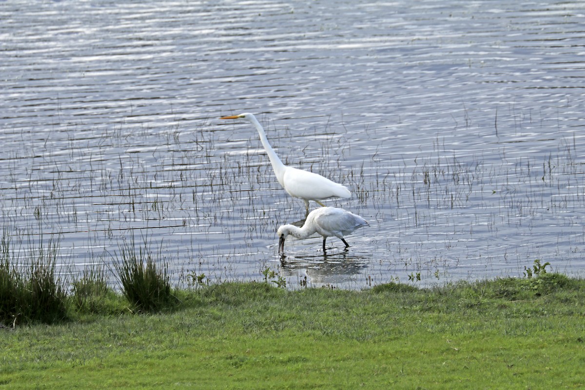 Eurasian Spoonbill - ML613142454