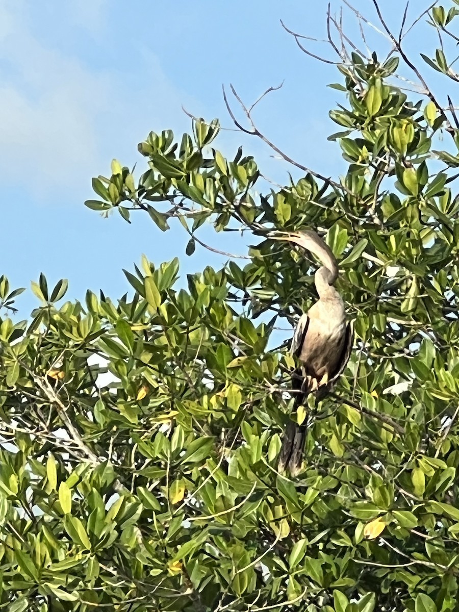 Amerika-Schlangenhalsvogel - ML613142475