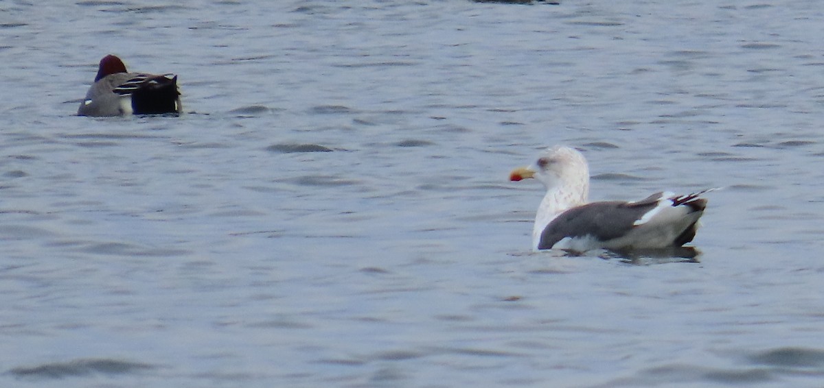 Lesser Black-backed Gull - Kathy Criddle