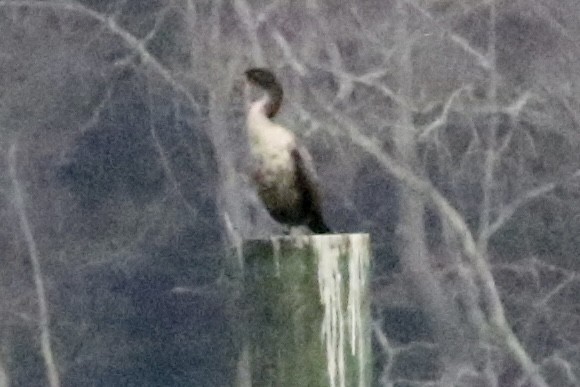 Double-crested Cormorant - ML613142531