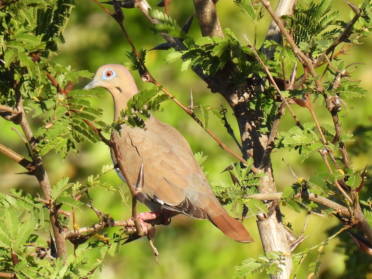 White-winged Dove - ML613142536