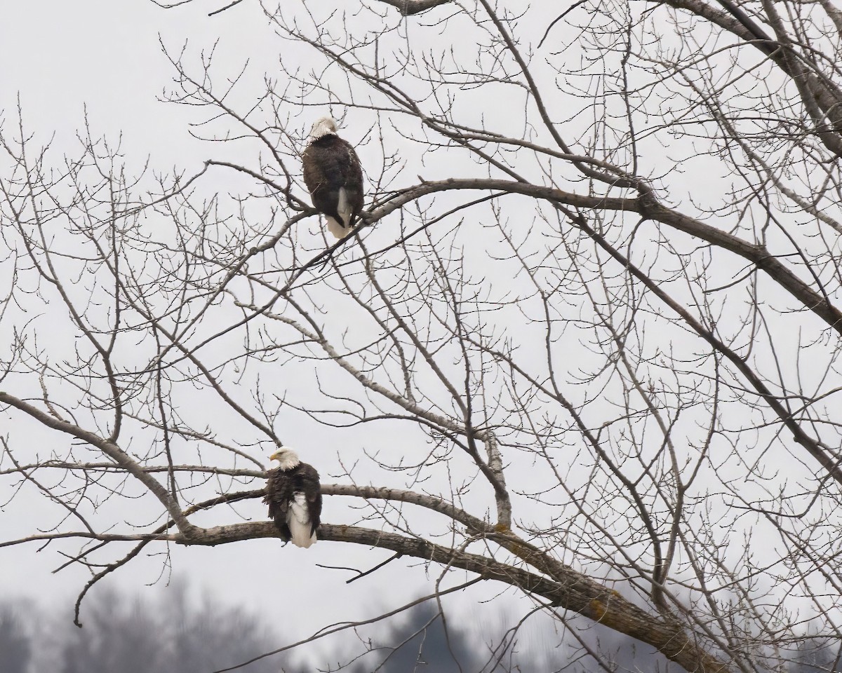 Bald Eagle - ML613142537