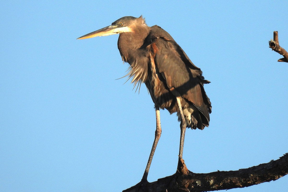 Garza Azulada - ML613142577