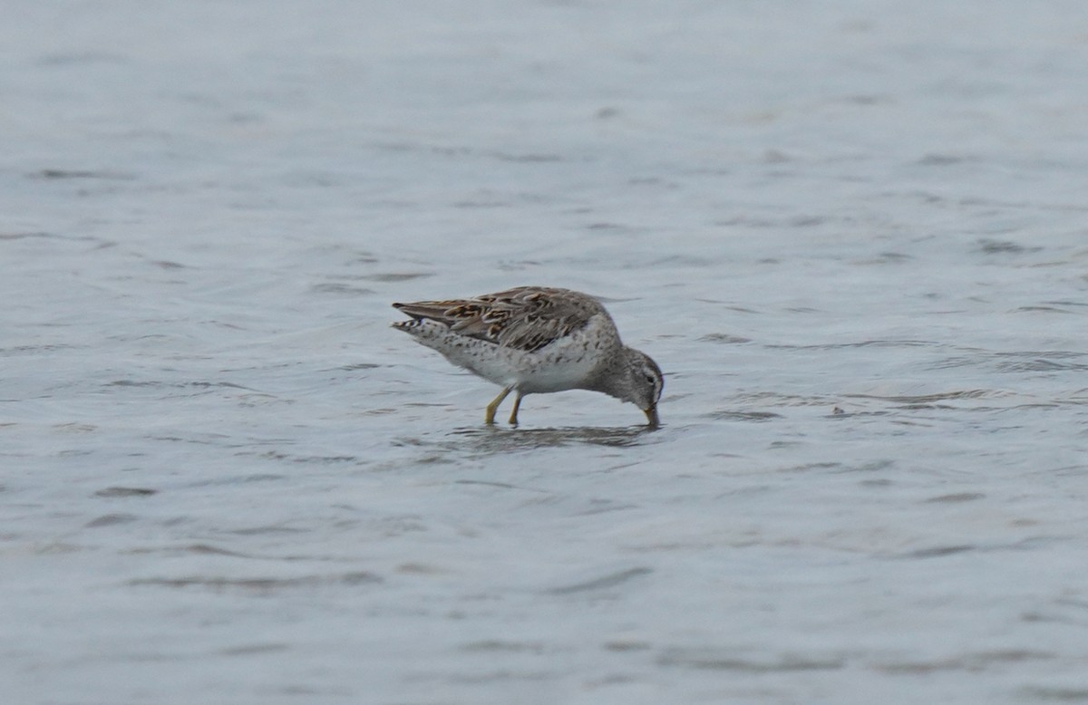 Short-billed Dowitcher - ML613142617