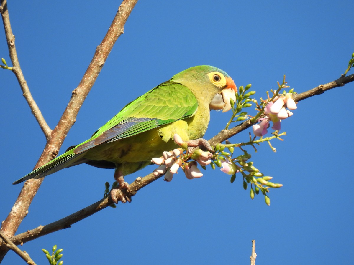 Orange-fronted Parakeet - ML613142645