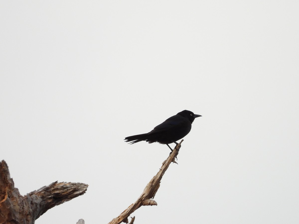 Common Grackle - ML613142659