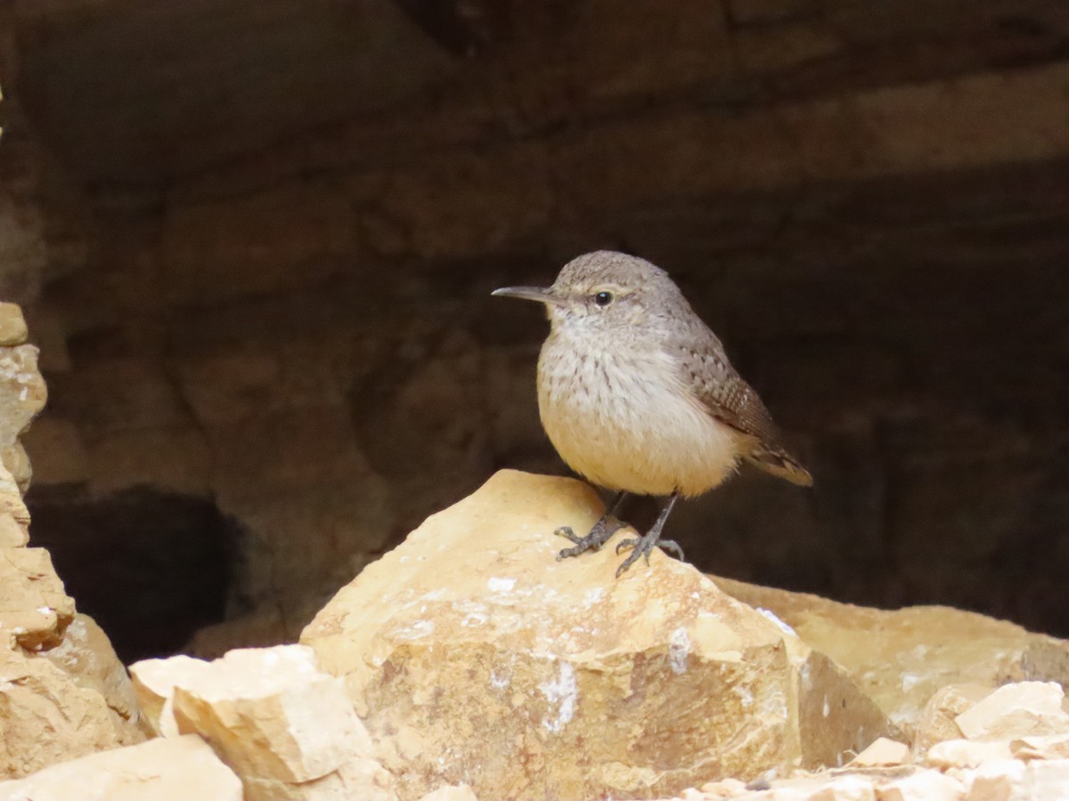 Rock Wren - Tom Edell