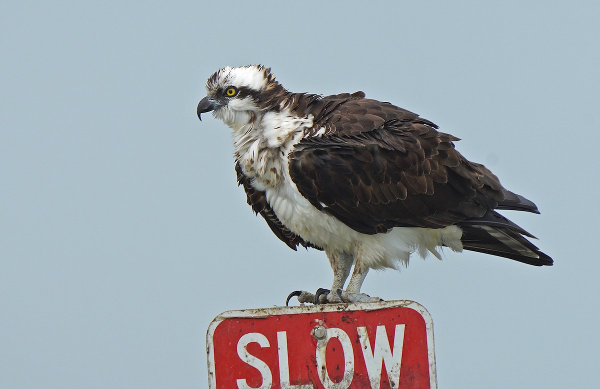 Osprey - ML613142693