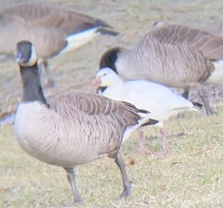 Ross's Goose - ML613142725