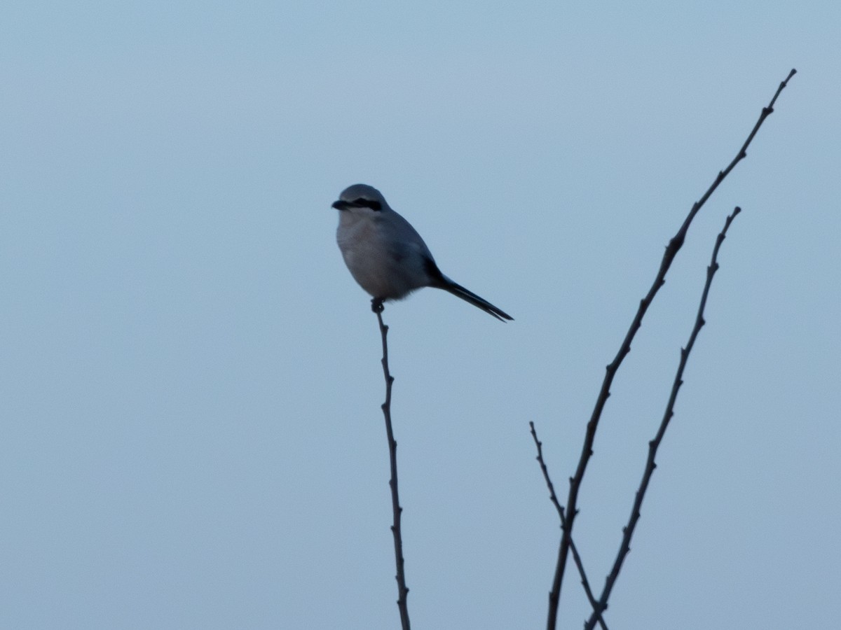 Northern Shrike - Jason  White