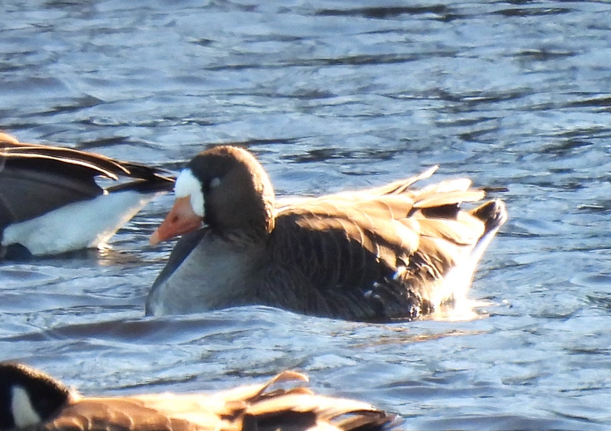 Greater White-fronted Goose - ML613142756