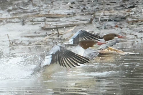 Common Merganser - ML613142812