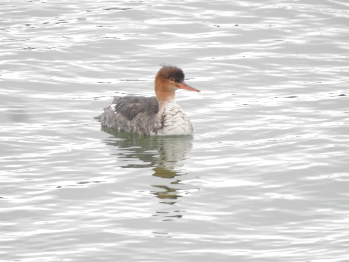 Red-breasted Merganser - roger beaupre