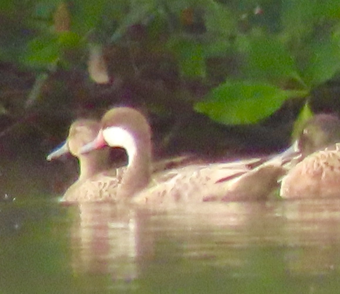 White-cheeked Pintail - ML613142831