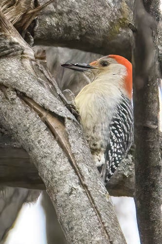 Red-bellied Woodpecker - ML613142849
