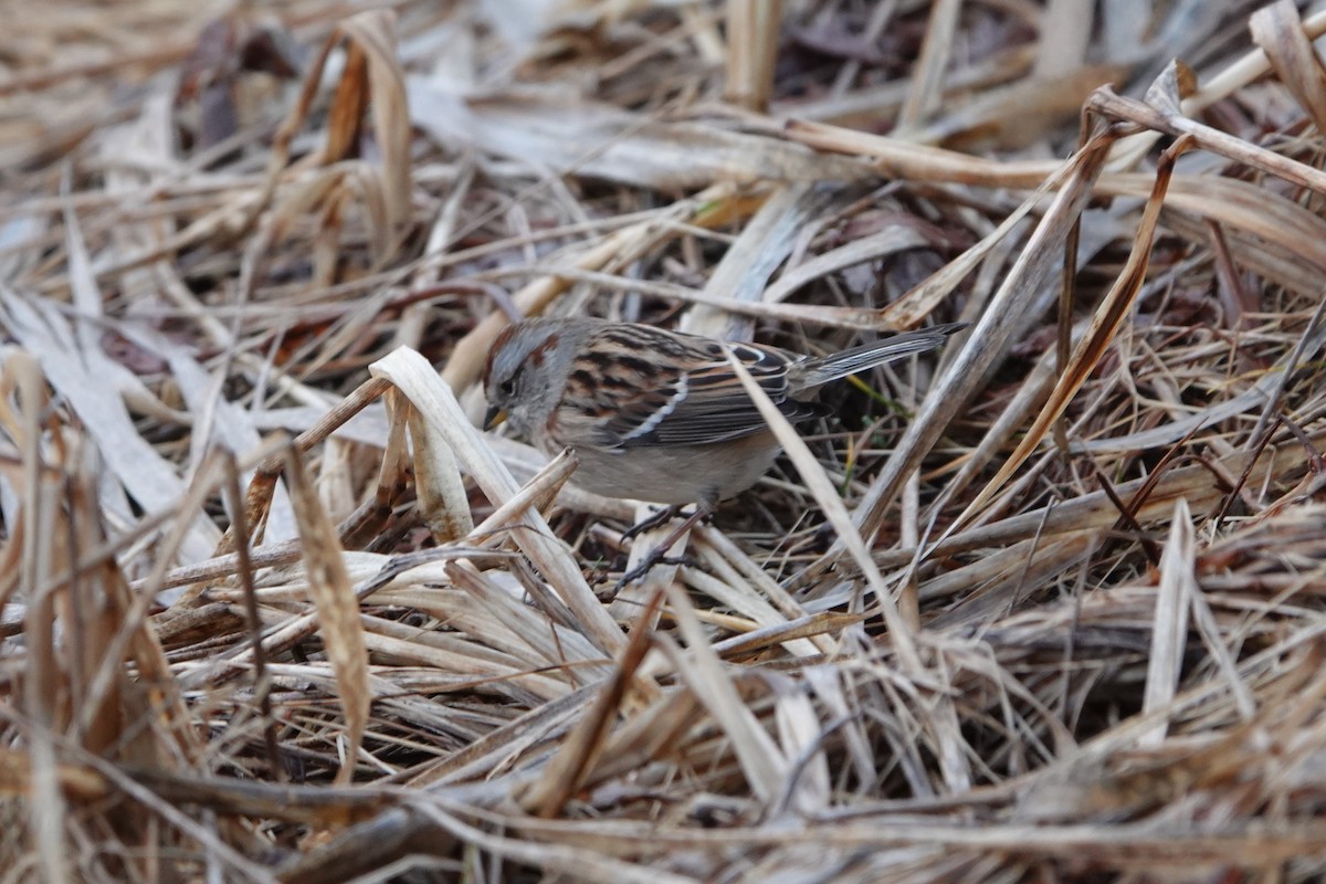 American Tree Sparrow - ML613142923