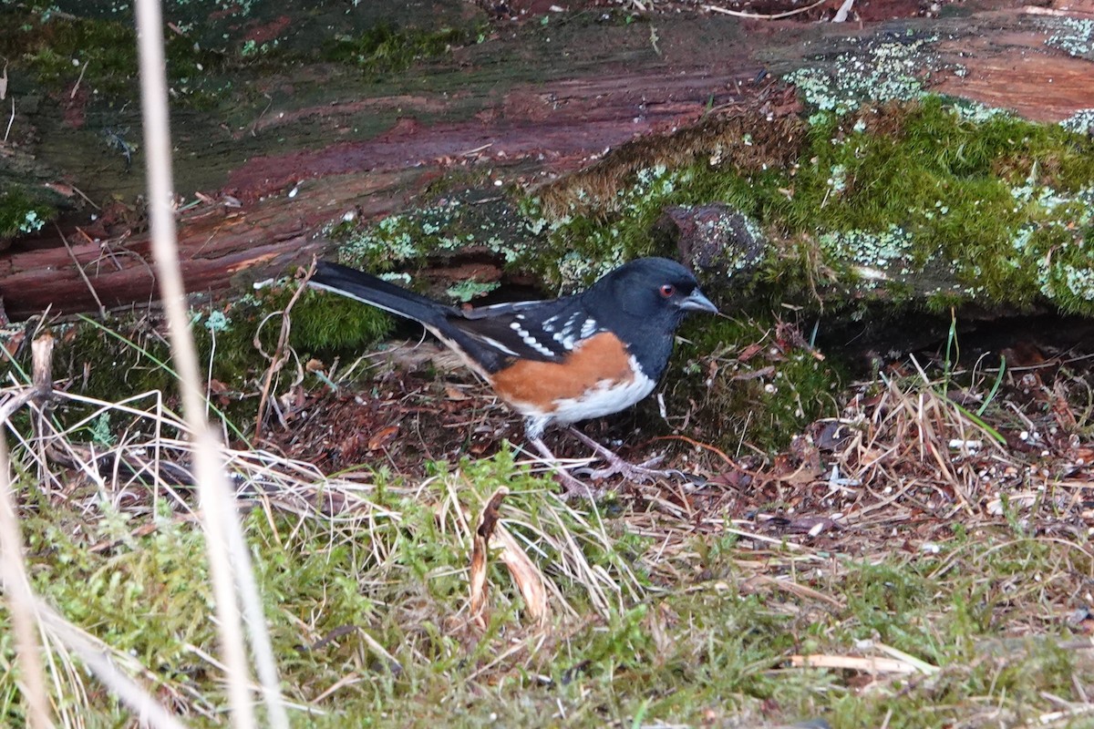 Spotted Towhee - Patty Rose