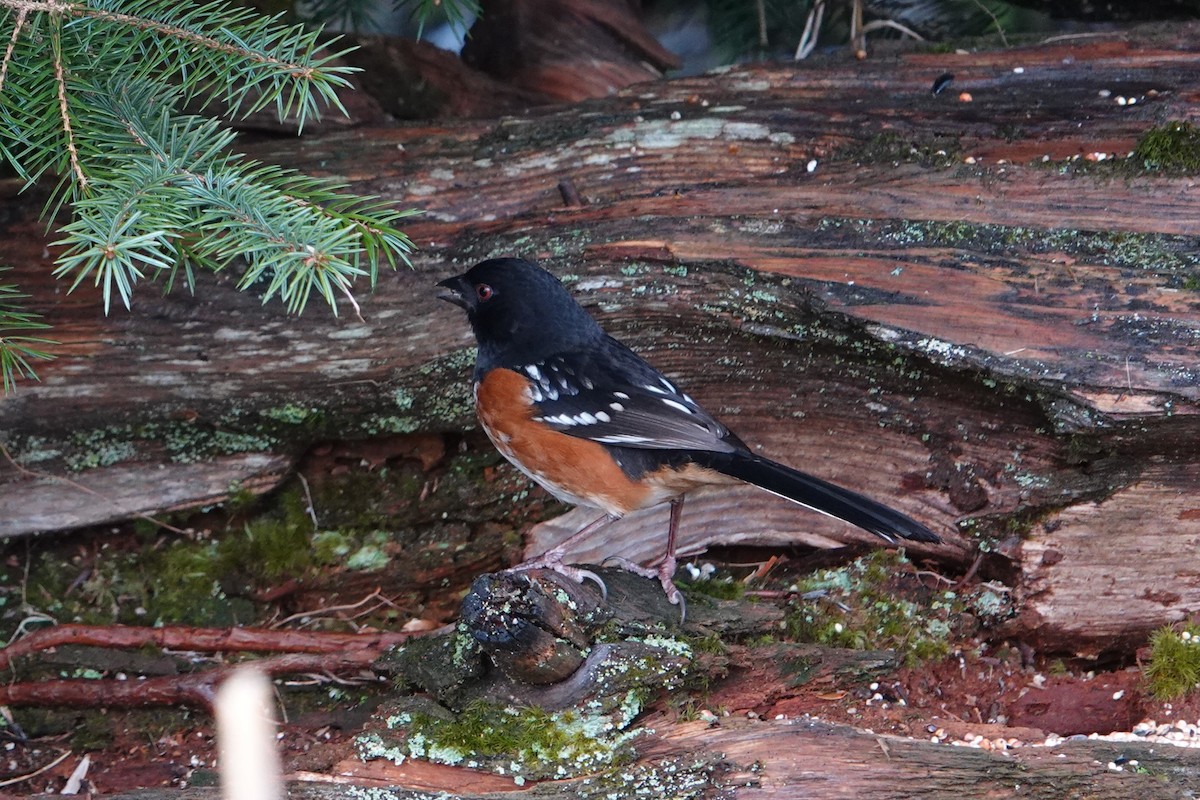 Spotted Towhee - Patty Rose