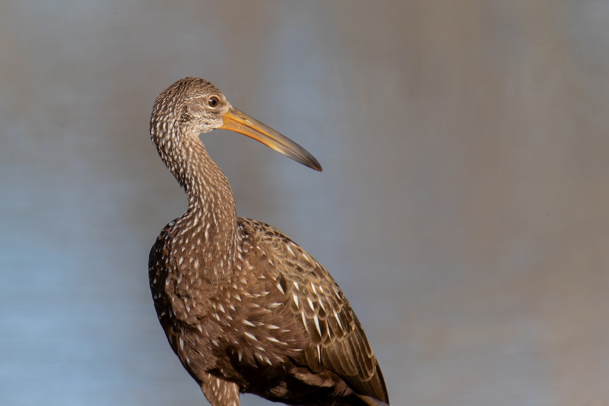 Limpkin - ML613142962