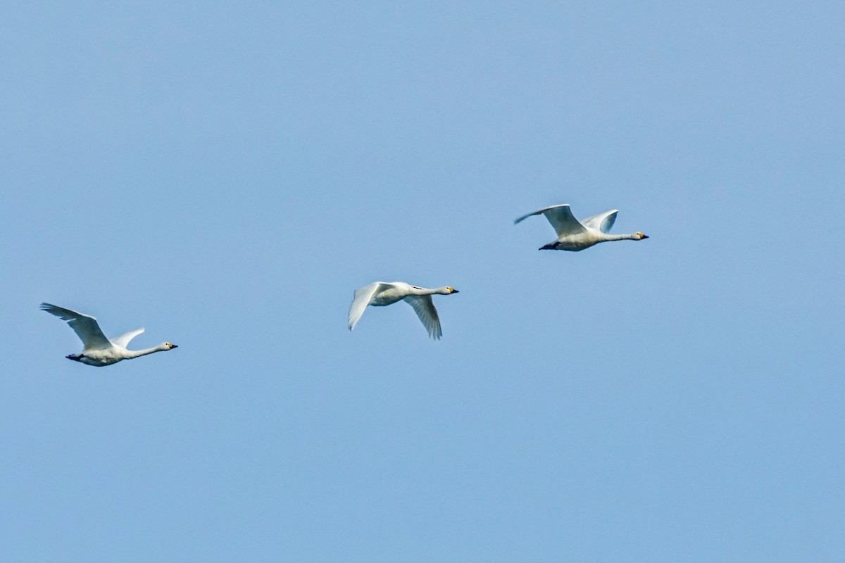 labuť malá (ssp. bewickii) - ML613142998