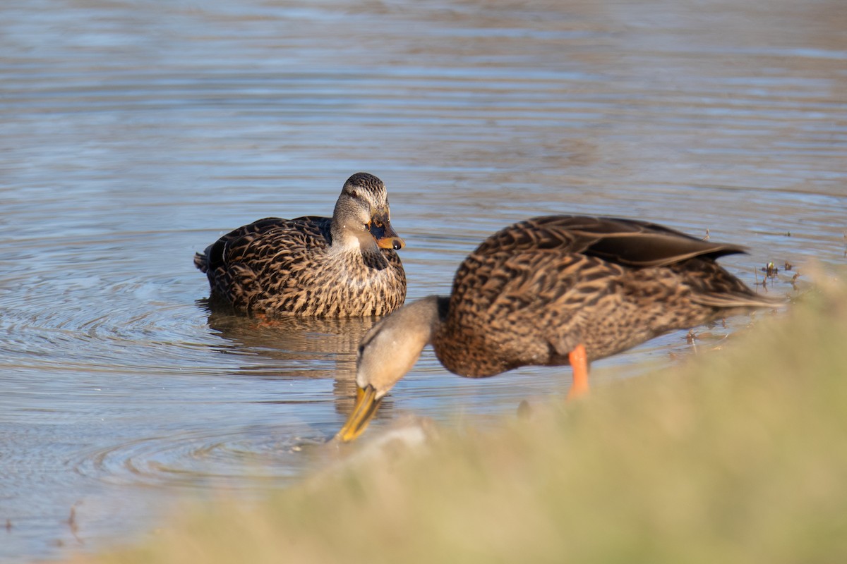Mallard x Mottled Duck (hybrid) - ML613143049