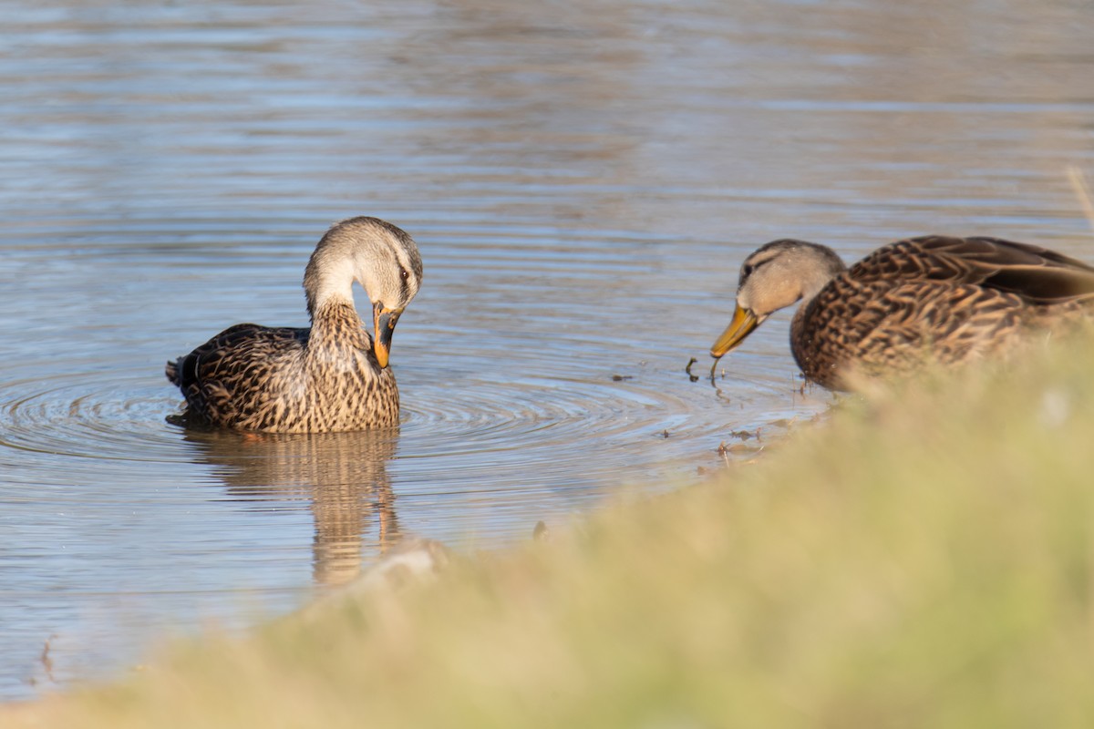 Mallard x Mottled Duck (hybrid) - ML613143051