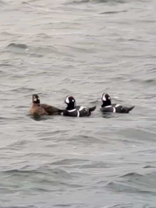 Harlequin Duck - ML613143122