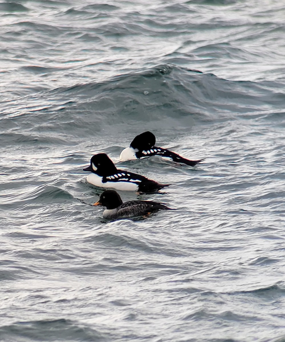 Barrow's Goldeneye - ML613143154