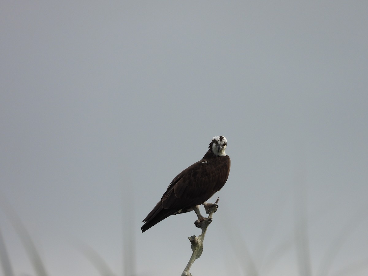 Osprey - ML613143161