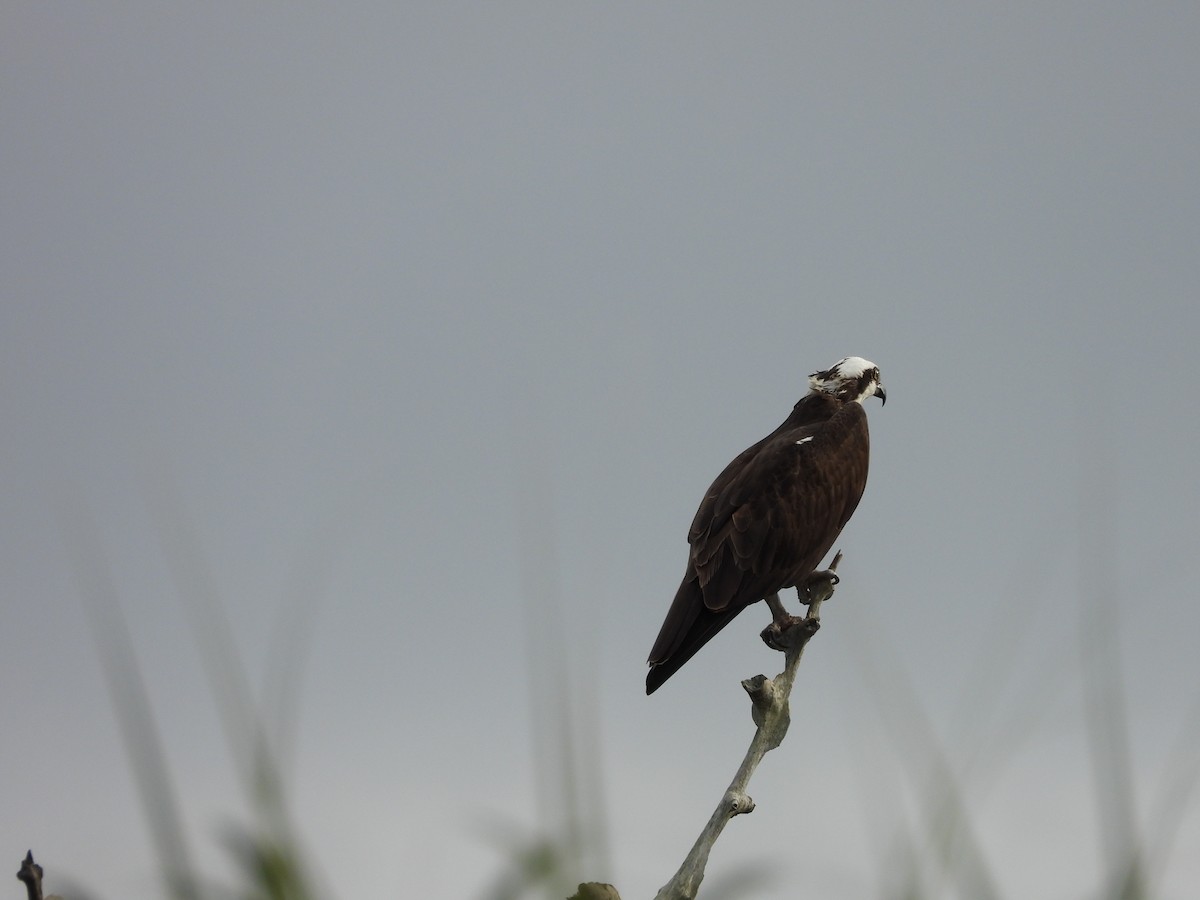 Osprey - Maura Powers