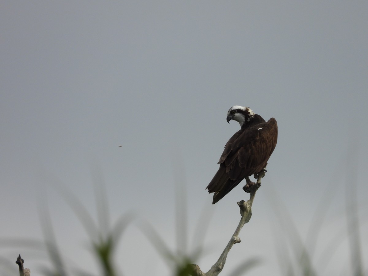 Osprey - ML613143163