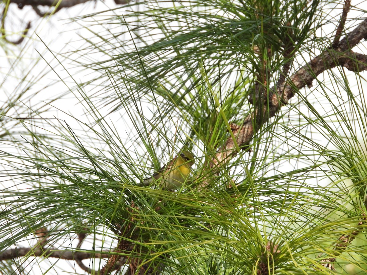 Pine Warbler - ML613143179