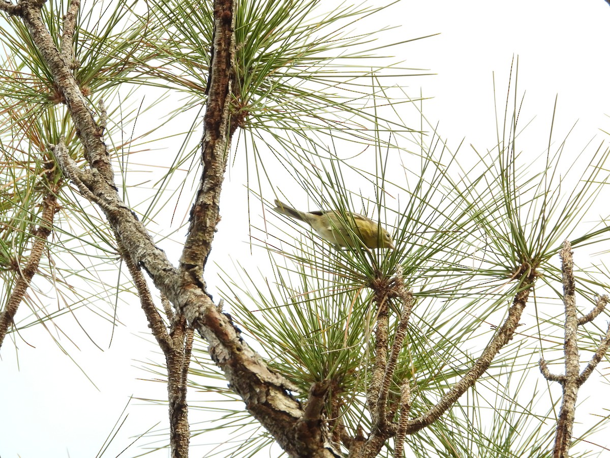 Pine Warbler - ML613143181