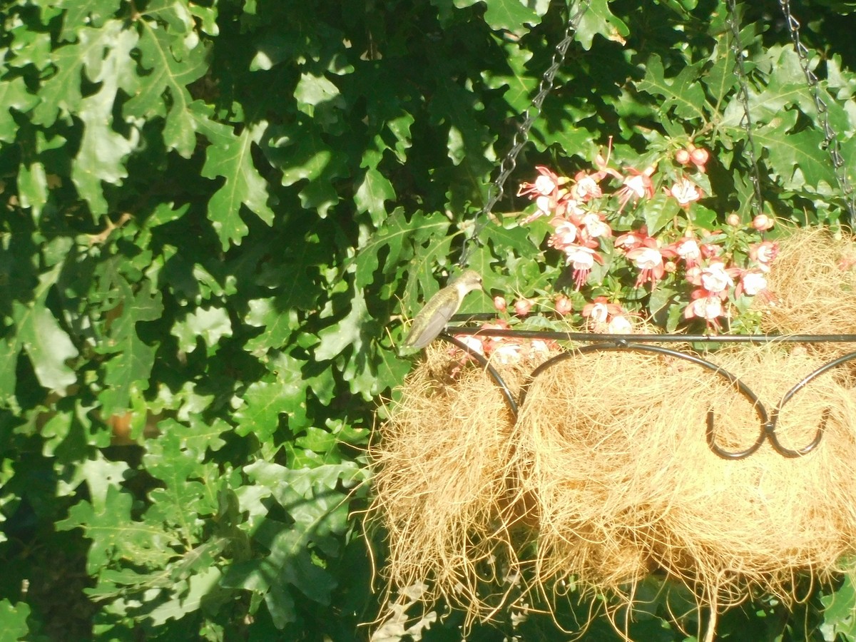 Calliope Hummingbird - ML613143267