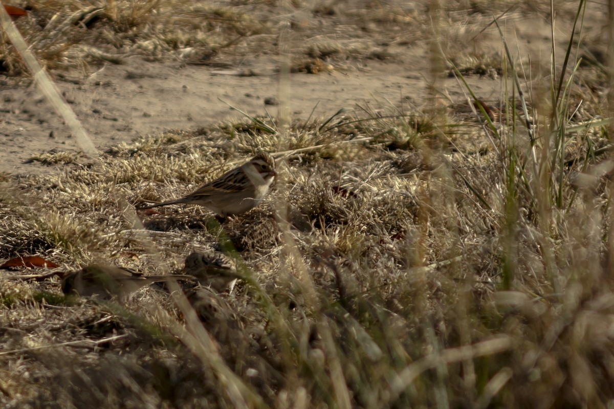 Clay-colored Sparrow - ML613143297