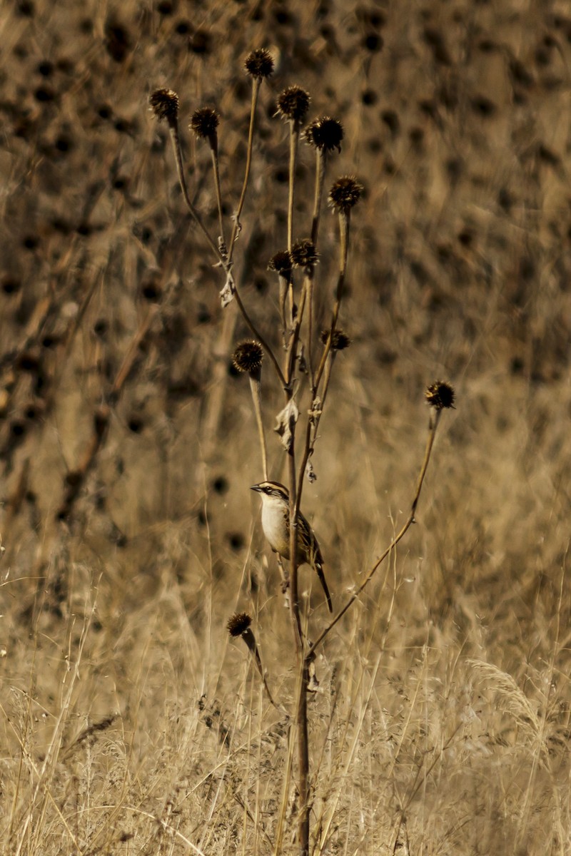 Striped Sparrow - ML613143315