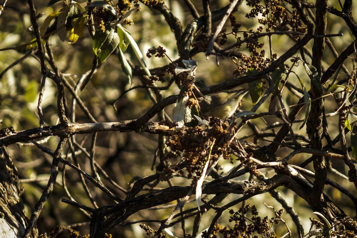 Orange-crowned Warbler - ML613143350