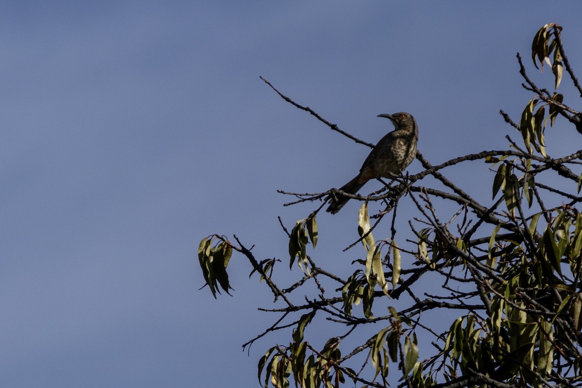 Curve-billed Thrasher - ML613143365