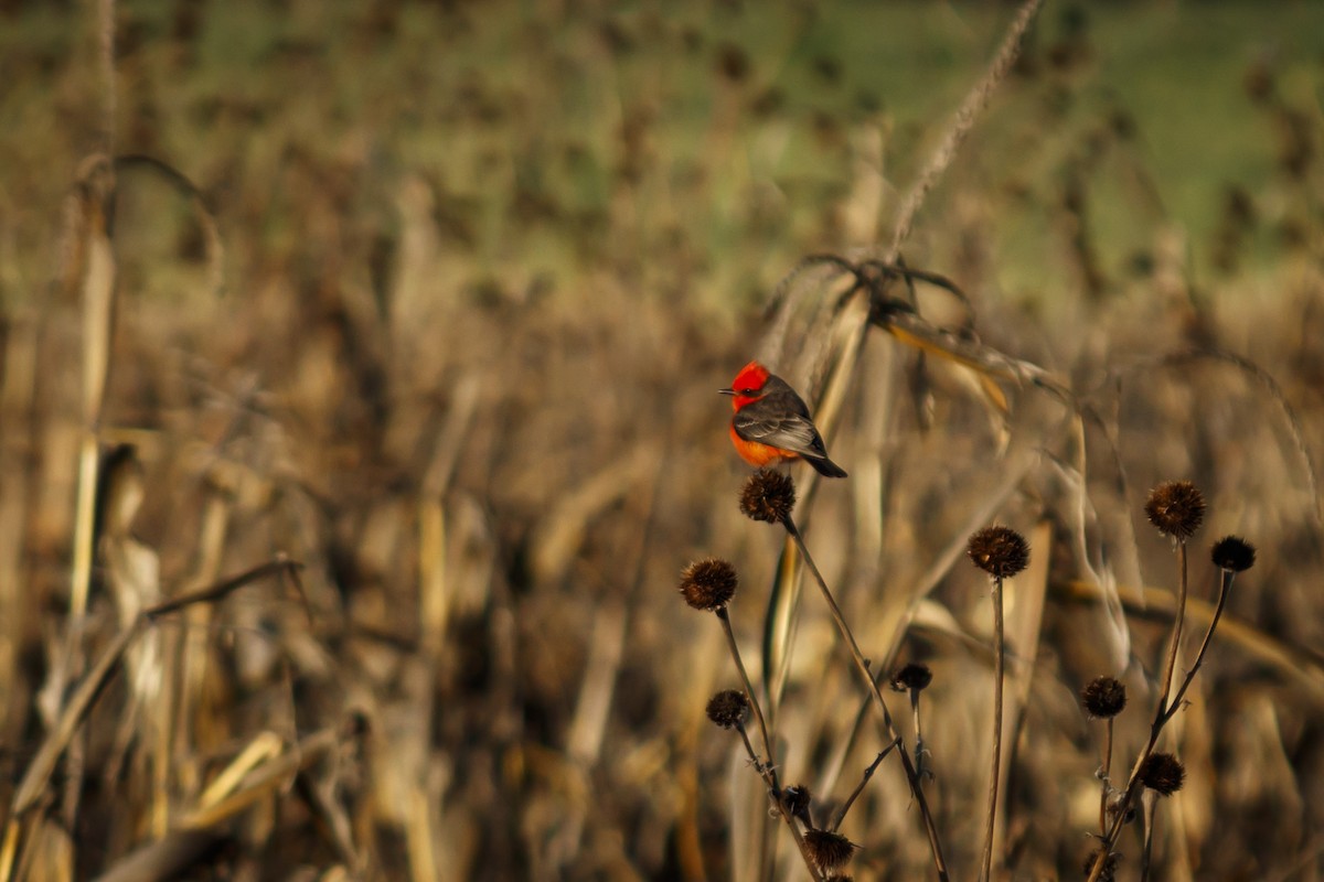 Vermilion Flycatcher - ML613143386