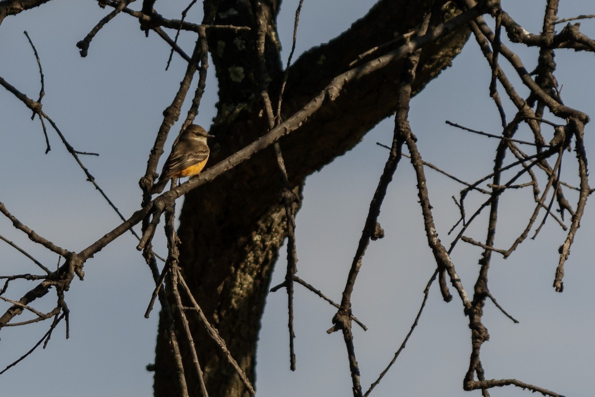 Vermilion Flycatcher - ML613143387