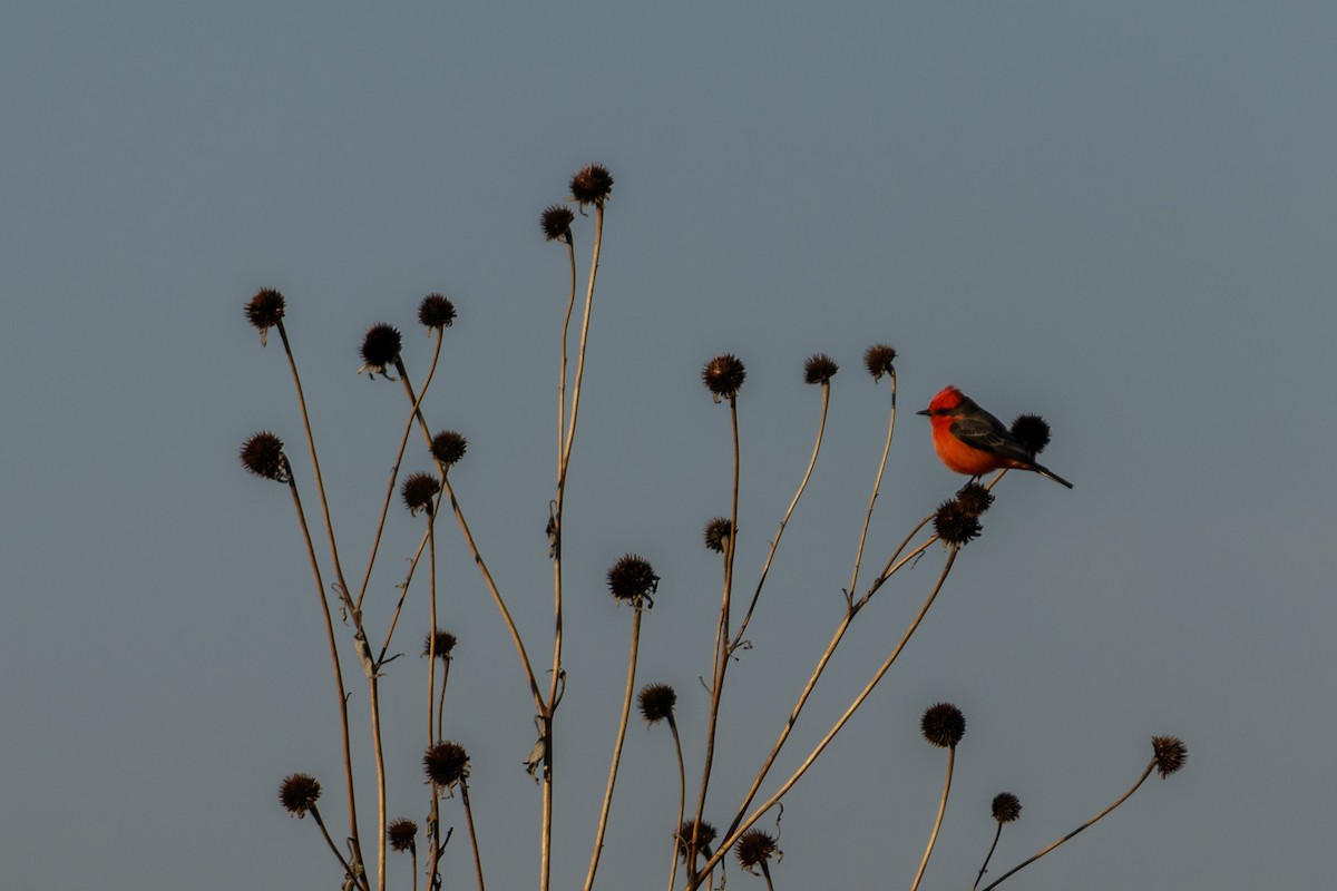 Vermilion Flycatcher - ML613143388