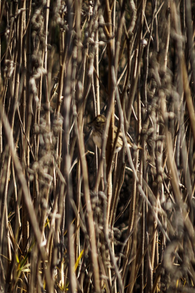 Lincoln's Sparrow - ML613143456