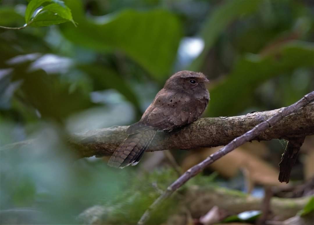Ocellated Poorwill - ML613143503