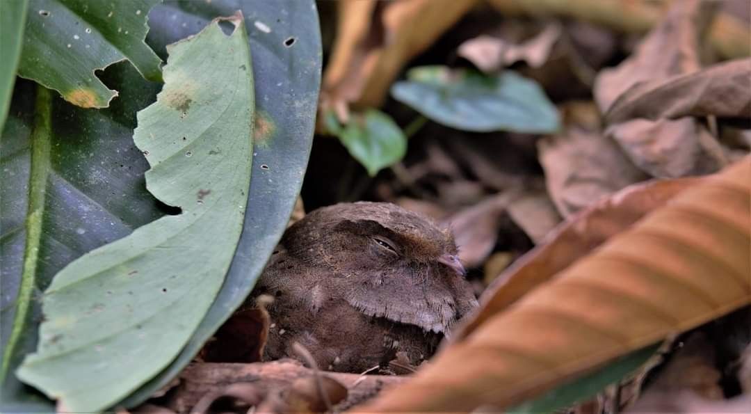 Ocellated Poorwill - ML613143505