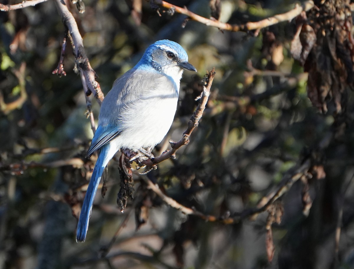 California Scrub-Jay - ML613143704