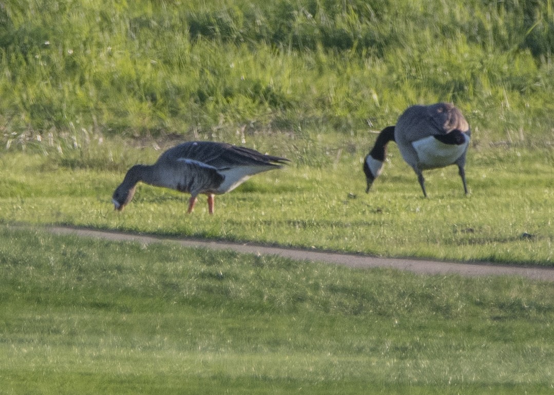 Greater White-fronted Goose - ML613143729