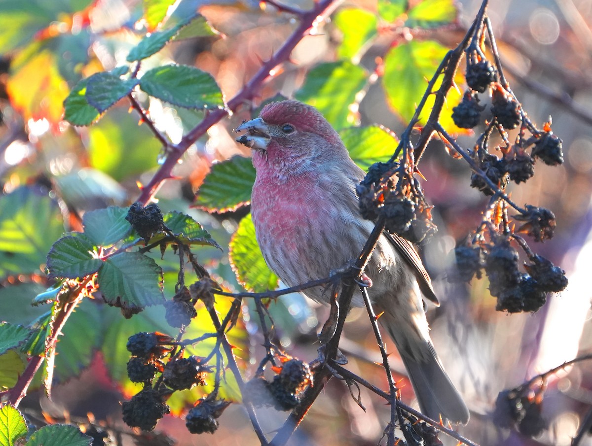 House Finch - ML613143732