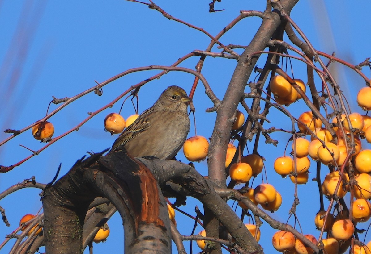 Golden-crowned Sparrow - Jack Maynard